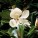 Immergrüne Magnolien: echte Raritäten
