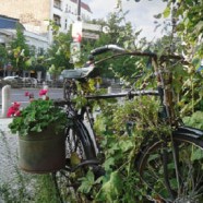 Berlin gärtnert: Kübel, Beet und Samenbombe