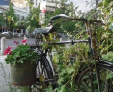 Berlin gärtnert: Kübel, Beet und Samenbombe