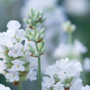 Weißer Lavendel: eine Besonderheit