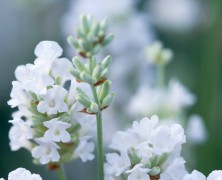 Weißer Lavendel: eine Besonderheit