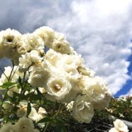 Gartenrosen: Rosen für den Garten