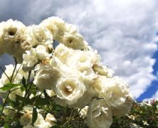Klettergehölze: Blüten, Duft, Begrünung