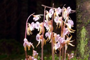 Blattloser Widerbart: Orchidee des Jahres 2014