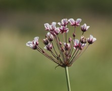 Schwanenblume: schöne Wasserpflanze