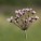 Schwanenblume: schöne Wasserpflanze