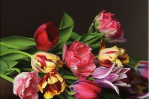 Tulipa [Tecklenborg, Hildegard Morian]