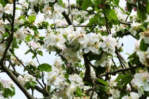 Apfelbaumblüte [BdB]