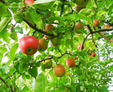 Obstgarten: Johannisbeeren und Junifruchtfall