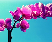 Orchideen: Pflege für vielfältige Exoten