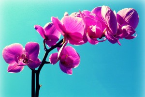 Orchideen [Marina del Castell Foto]