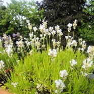 Weißer Lavendel: für traumhafte Gärten