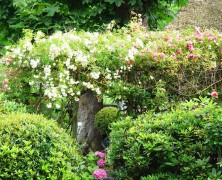 Blütensträucher für Gärten im Sommer