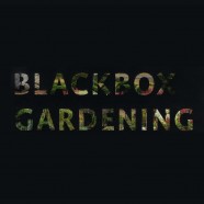 Blackbox Gardening: versamende Pflanzen