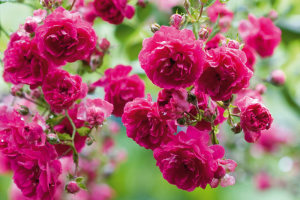 Rosen sind Leidenschaft [BLV Foto]