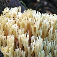 Becherkoralle: Pilz des Jahres 2015