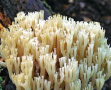 Becherkoralle: Pilz des Jahres 2015