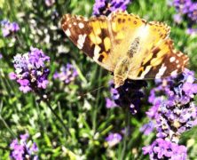 Lavendel [Lavendula] für den Garten