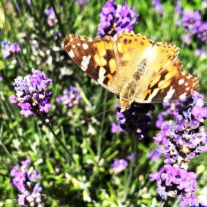 Lavendel mit Schmetterling [GTD Foto]