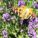 Lavendel im Topf: vielfältige Kübelpflanze