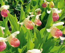 Freiland-Orchideen: pflanzen und pflegen