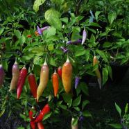 Paprika: Gemüse des Jahres 2015