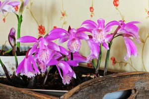 Pleonien [Tibetorchideen; Fluwel.de Foto]