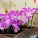 Pleonien: die Tibetorchideen fürs Zimmer
