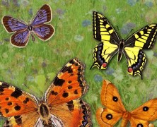 Schmetterlinge entdecken, beobachten, bestimmen