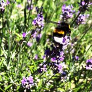 Lavendel für Bienen und Menschen