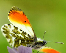 Schmetterlinge entdecken und verstehen
