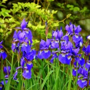 Iris: Pflanze für den Garten