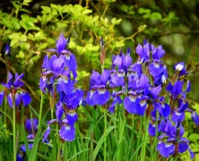 Iris: Pflanze für den Garten