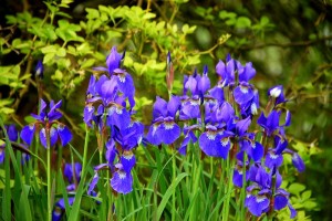Iris [Schwertlilien, BdS Foto]