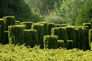 Eibe [Taxus; CCBY Olivier Bacquet]