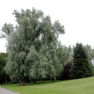 Silberweide: ein besonderer Pionierbaum