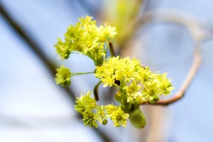 Spitzahorn [Acer platanoides; CCBY Maja Dumat]
