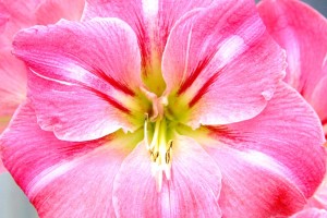 Amaryllis in Pink [Fluwel.de Foto]
