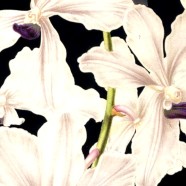 Mythos Orchideen: Sammler, Länder, Sorten