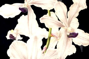 Mythos Orchideen [Callwey Foto]