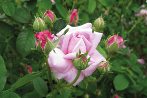 Damaszener Rose [NHV Foto]