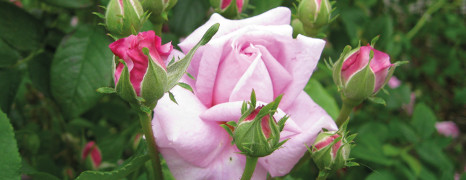 Damaszener Rose als Heilpflanze