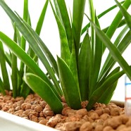 Hydrokultur erleichtert Pflanzenpflege