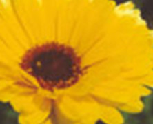 Ringelblume als Heilpflanze