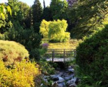 Der Garten im Sommer: Wasser und Genuß