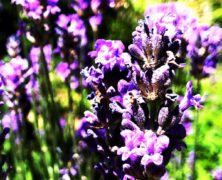 Lavendel in Reih und Glied pflanzen