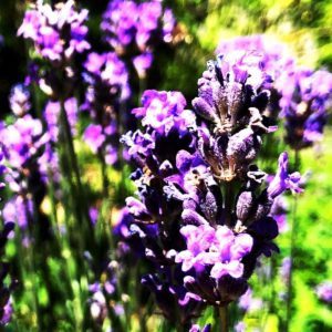 Echter Lavendel [GTD Foto]