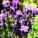 Lavendel in Reih und Glied pflanzen
