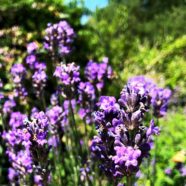 Lavendel schneiden: ruhig großzügig