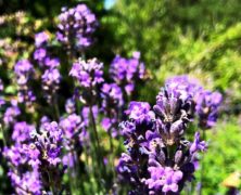 Lavendel als Heilpflanze